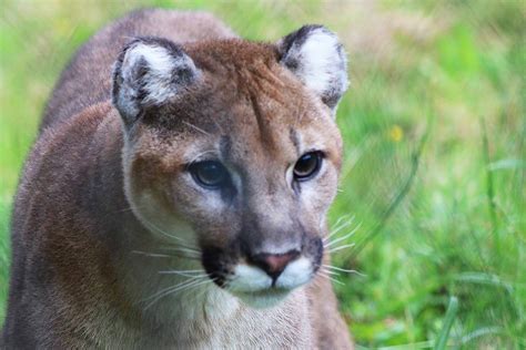 Cougar Sighting Prompts Warning From Saanich Police Victoria News