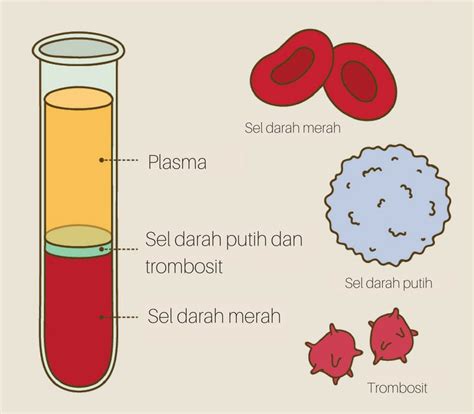 Komponen Pada Darah Yang Jumlahnya Paling Banyak Yaitu Ikadi Org