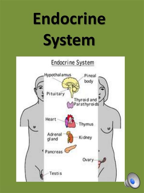 Ppt Endocrine System Powerpoint Presentation Free Download Id2140221