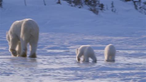 A Polar Bear Walking Through A Hilly Arctic Landscape With Her Cubs