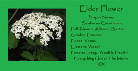 Using elder flowers in medicine, cosmetics and food is nothing new! Elder Flower (With images) | Witchcraft love spells