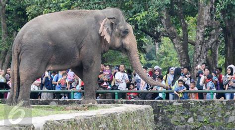 Sejarah Ragunan Kebun Binatang Pertama Di Indonesia Yang Diinisiasi