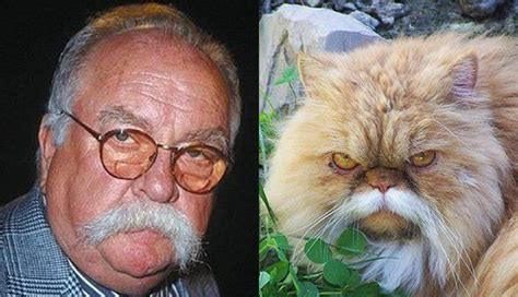 13 Cats That Look Like Celebrities Funny Cat Pictures Funny Cats