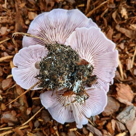 Alabama Has A New Industry Wild Harvested Mushrooms