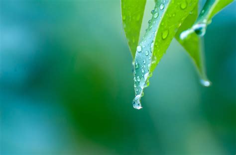 Shallow Focus Photography Of Green Leaf With Water Droplets Hd