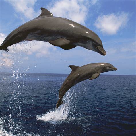 Dolphins Kill For Fun Are Dolphins Dangerous 17 Facts That Prove They