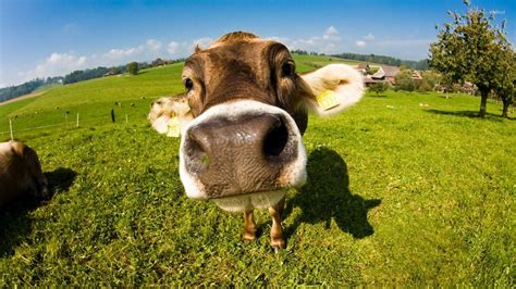 Cute Cow Wallpapers Top Free Cute Cow Backgrounds Wallpaperaccess