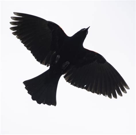 Red Winged Blackbird Hovering Overhead Image Free Stock Photo