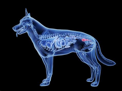 A Dogs Bladder Stock Illustration Illustration Of Mammal 146234049