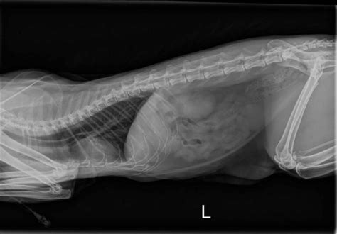 Cat X Ray Pictures Incredible Ragdoll Cat X Ray Photos