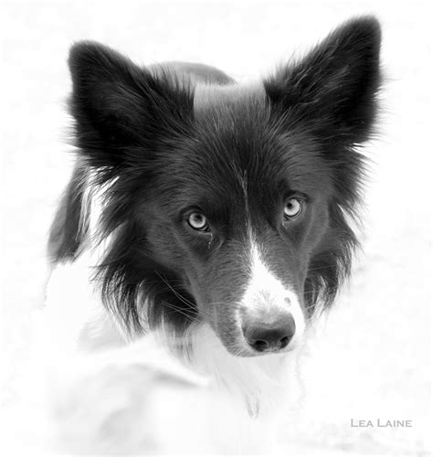 Pin By Kay Rapp On Border Collies Collie Dog Border Collie Dog Collie