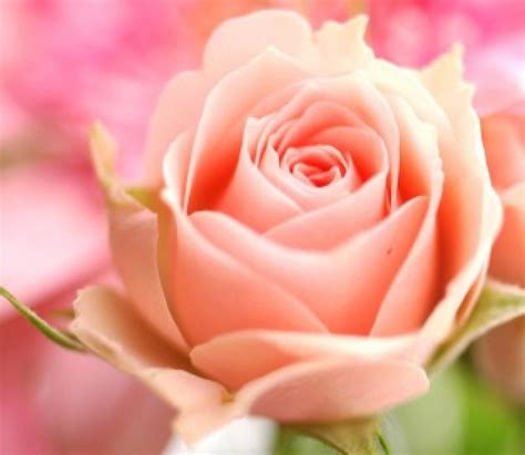 Lovely Peach Rose Rose Flower Nature Peach Petals Hd Wallpaper
