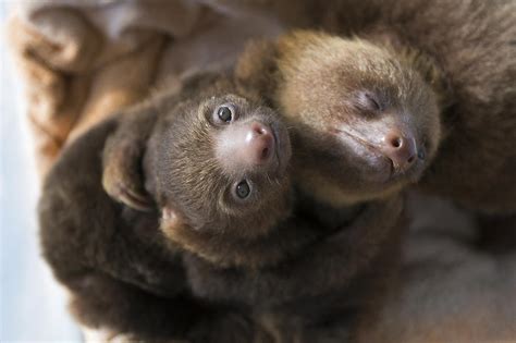 Hoffmanns Two Toed Sloth Orphans Hugging By Suzi Eszterhas
