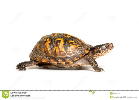 Eastern Box Turtle Clipart Clipground