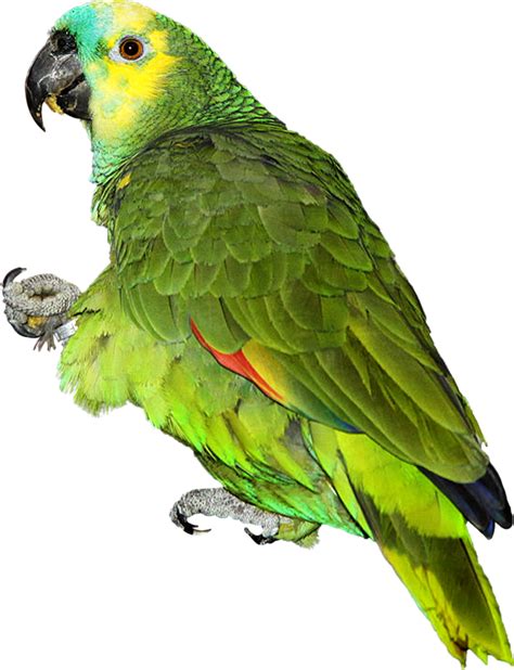 Parrot Png Images Flying Green Pirate Parrots Transparent Free