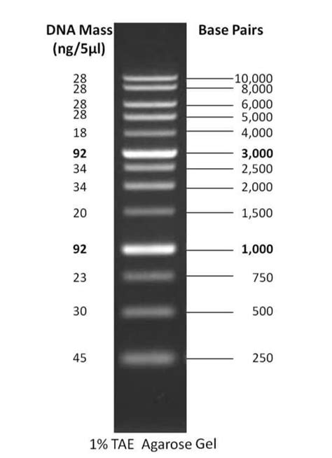 DNA Ladders 1 Kb 1 Kb Plus 100 Bp 100 Bp Plus And Uses