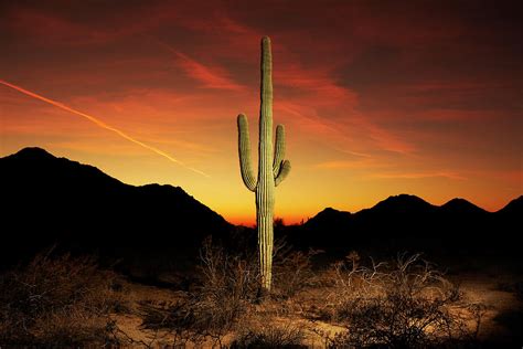 Saguaro Cactus At Sunset By Chris Rady