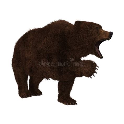 2151 Grizzly Bear White Background Stock Photos Free And Royalty Free