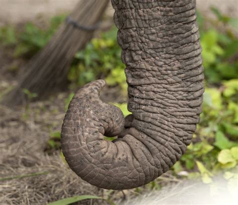 Close Up Of Elephant Trunk Stock Photo Image Of Nature 25569292