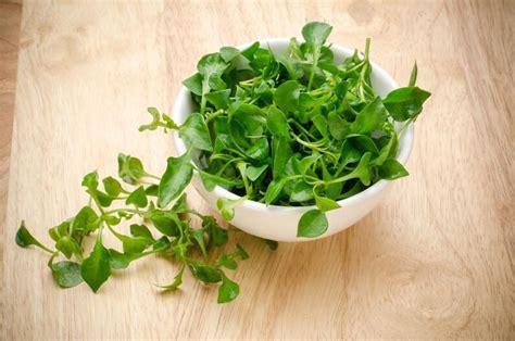 Curled Cress Seeds Usa Garden Vegetable Microgreens Micro Etsy