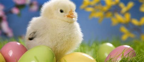 Carrabba's italian grill the deal: Learn about e-safety with our Easter Chicks - O2 The Blue