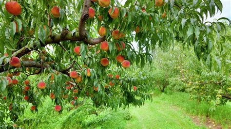 How To Grow And Prune A Peach Tree Bunnings Australia