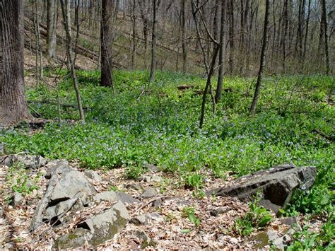 Gardens To Visit In Pa Patch Of Virginia Bluebells Blooming In May At