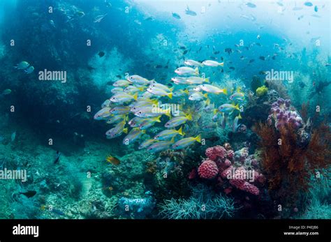 Coral Reef Scenery With Bigeye Snappers Lutjanus Lutjanus And Black