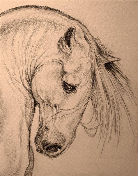 Sketch A Beautiful Being Horse Drawings Horse Head Drawing Horses