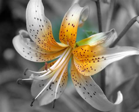 Upload your image and pick a color to colorize it with. Spot Color Lily | This macro shot of a lily in our garden ...