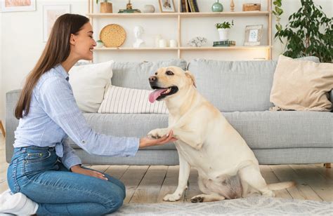 How Do You House Train A Dog Pet And Animal Blog