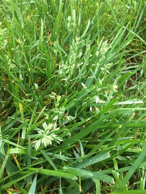 Poa Annua Or Tall Fescue Grass Seed Head Lawncare