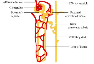 Labelled Diagram Of Nephron