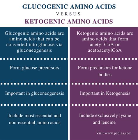 The list of essential amino acids for humans is also given. Difference Between Glucogenic and Ketogenic Amino Acids
