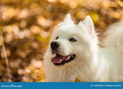 Dog Breed Samoyed Husky Doggy Portrait Stock Photo Image Of Haired