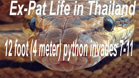 12 Foot Python Snake Invades 7 11 In Thailand Youtube