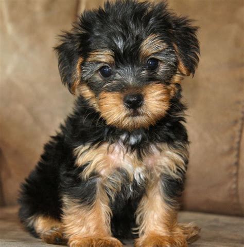 A Yorkipoo Aka Yorkapoo Or Yoodle Is A Mutt Or Mixed