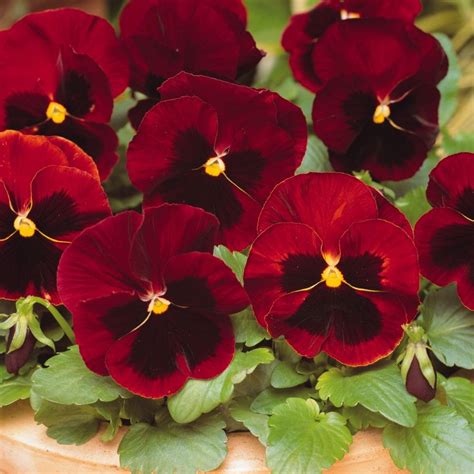 Effortless Shopping Pansy Seeds Pansy Matrix Solar Flare 25 Seeds Extra