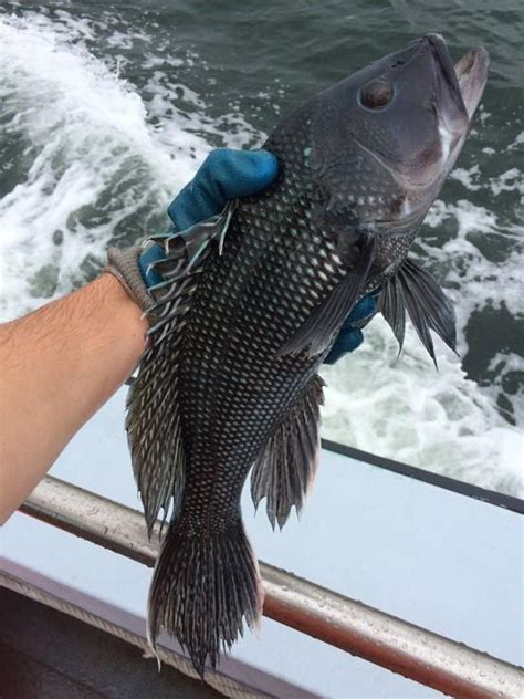 North Carolina Recreational Black Sea Bass Season North Of Cape