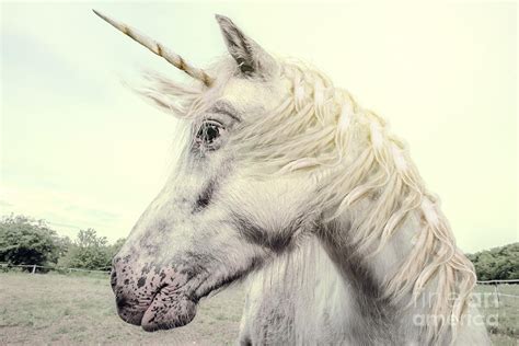 Unicorn Photography Realistic Digital Art By Marben Pixels