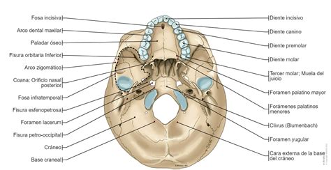 Cráneo Ilustraciones Anatomía Normal E Anatomy