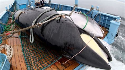 Environmentalists Urge G20 To Press Japan To End Its Whaling Program