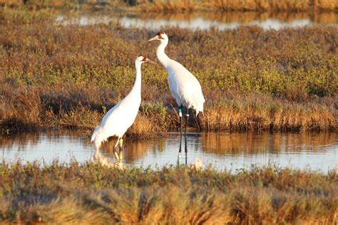 Record 500 Plus Endangered Whooping Cranes Winging To South Texas Soon
