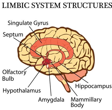 What Is Hippocampus Anatomy With Pictures