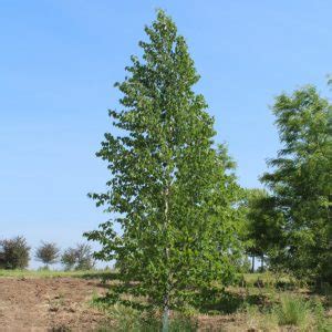 Canoe or paper birch has a large, irregular oval crown with dark green foliage. Ornamental Trees - Doty Nurseries