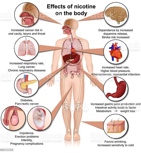 Effects Of Nicotine On The Body Medical Vector Illustration Infographic