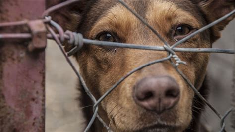 House Passes Bipartisan Bill Making Abhorrent Acts Of Animal Cruelty