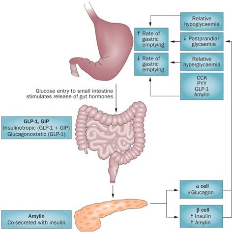Gastric Emptying And Glycaemia In Health And Diabetes Mellitus Nature