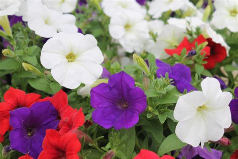 Petunia Easy Wave ‘red White And Blue Wilsons Garden Center