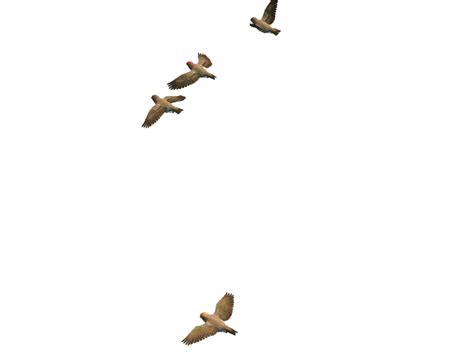 Flying Birds Png Transparent Background Free Download 3498 Freeiconspng